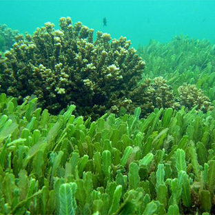 Seaweeds Recipes